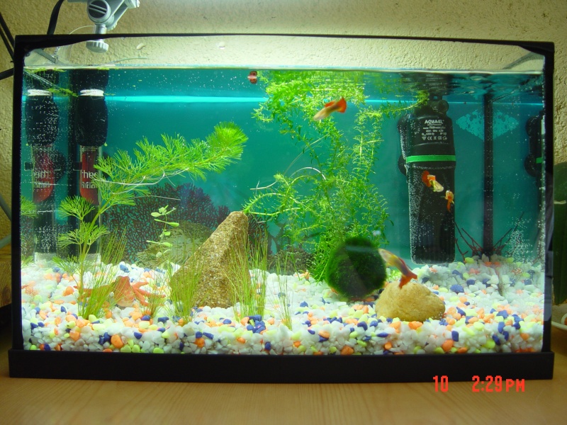 Larve Ou Ver Inconnu Dans Bac 20l Forum Aquarium