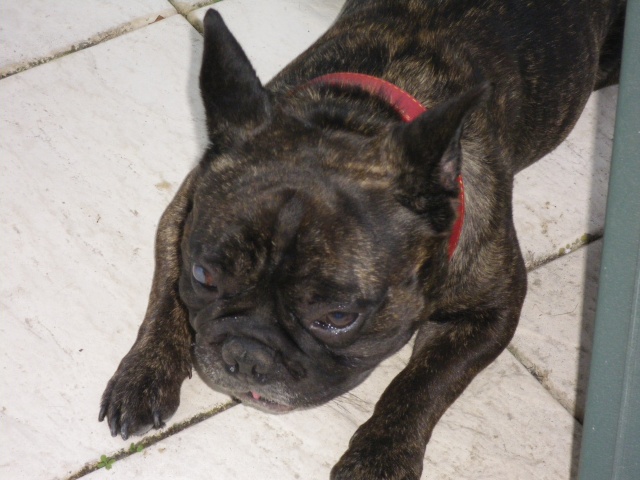site de rencontre bouledogue francais