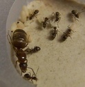 http://i31.servimg.com/u/f31/11/84/72/52/th/lasius11.jpg
