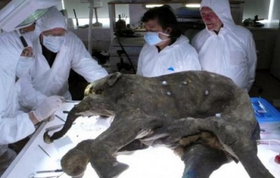 clonage lyuba mammouth laineux Mammuthus primigenius renaissance espèce disparue 13 janvier 2011 forum paléontologie zoologie Teruhiko Wakayama université de kyoto Akira Iritani nucléus adn