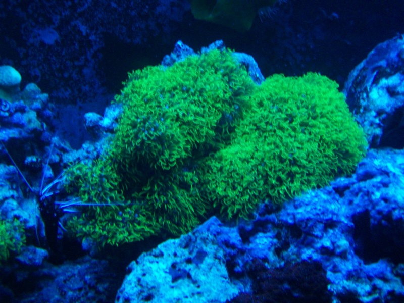 Pachyclavularia sous tube bleu