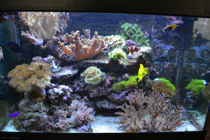 aquarium marin récifal de Niagaralex