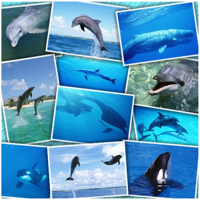 Dolphins, sharks, whales, sea 1.HQ