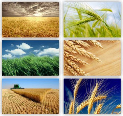 Very nice wallpaper pack with cereal crops