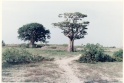baobab12.jpg